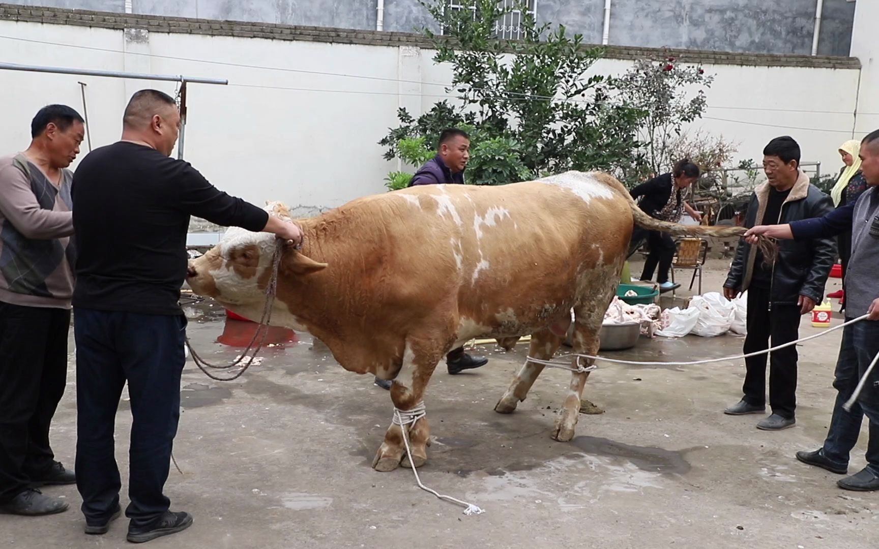 河南回族农村传统婚宴,一次要用一头牛,碗碗装的都是肉,真霸气哔哩哔哩bilibili