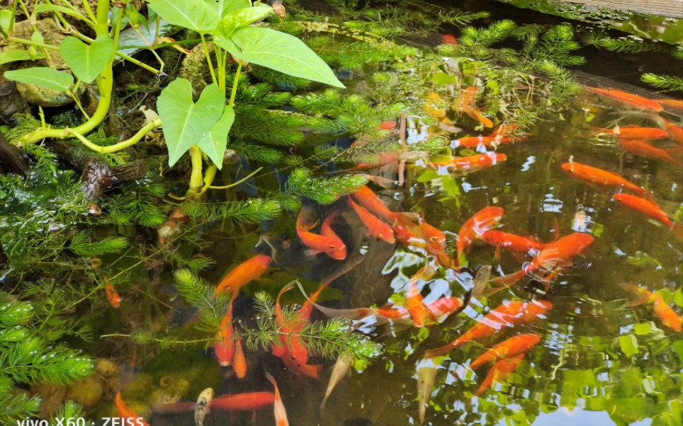 魚兒遊啊遊