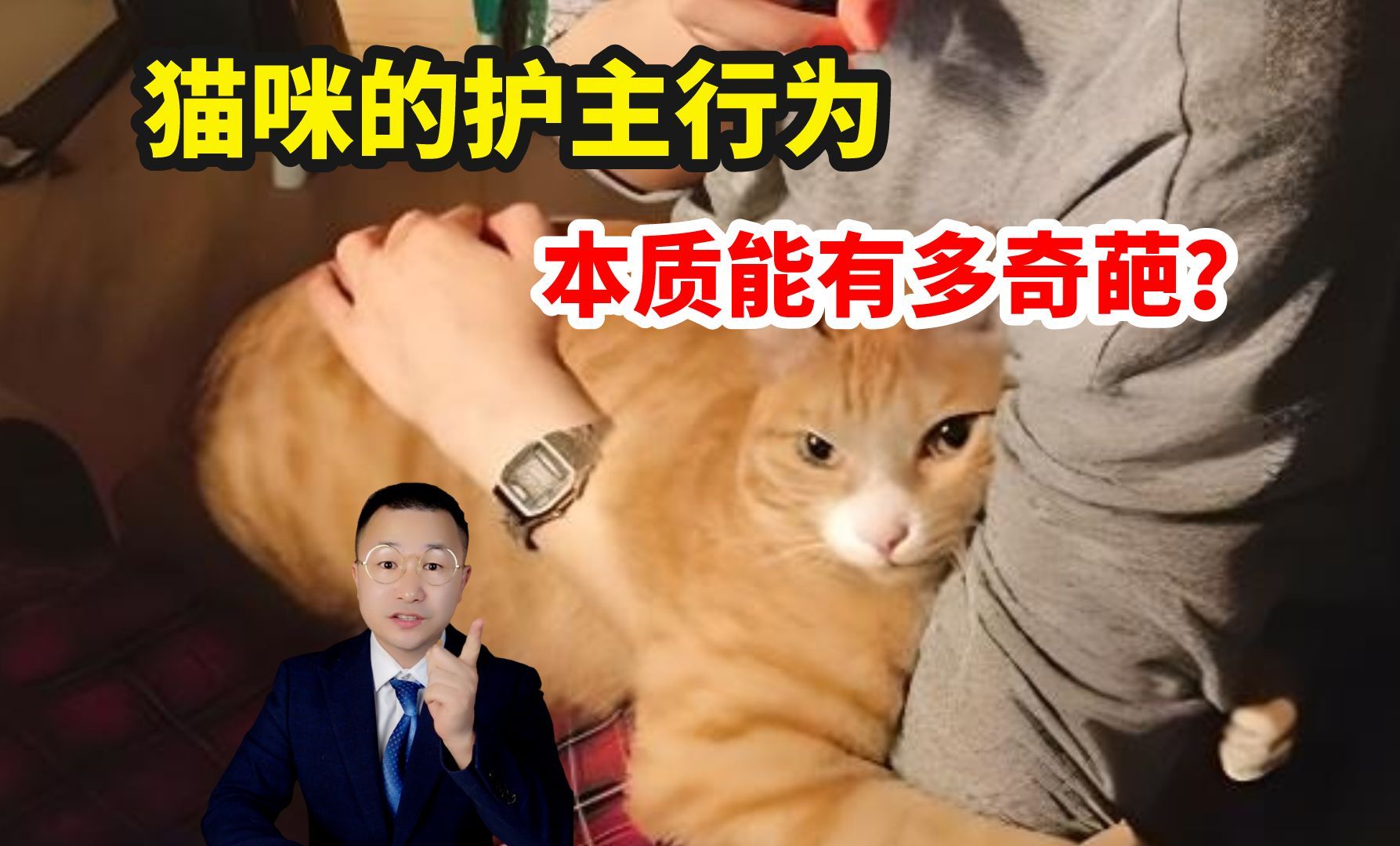 猫咪的护主行为,能有多奇葩?哔哩哔哩bilibili