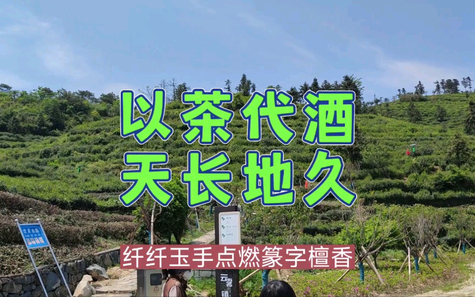 [图]以茶代酒天长地久，在最美的高山茶园遇见你，陈瑞《茶相思》