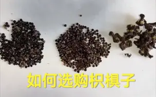 Descargar video: 中草药质量辨别之枳椇子（拐枣）