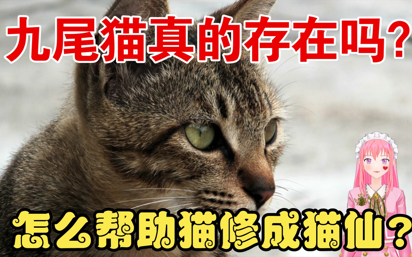 九尾猫真的存在吗?怎么帮助你家猫修成猫仙?哔哩哔哩bilibili