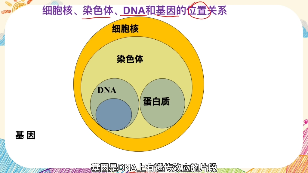 画重点‖基因在亲子代间的传递重难点一:一张图了解染色体、DAN、基因的位置关系,看完还不明白来找我 #初中生物 #染色体 #DNA哔哩哔哩bilibili