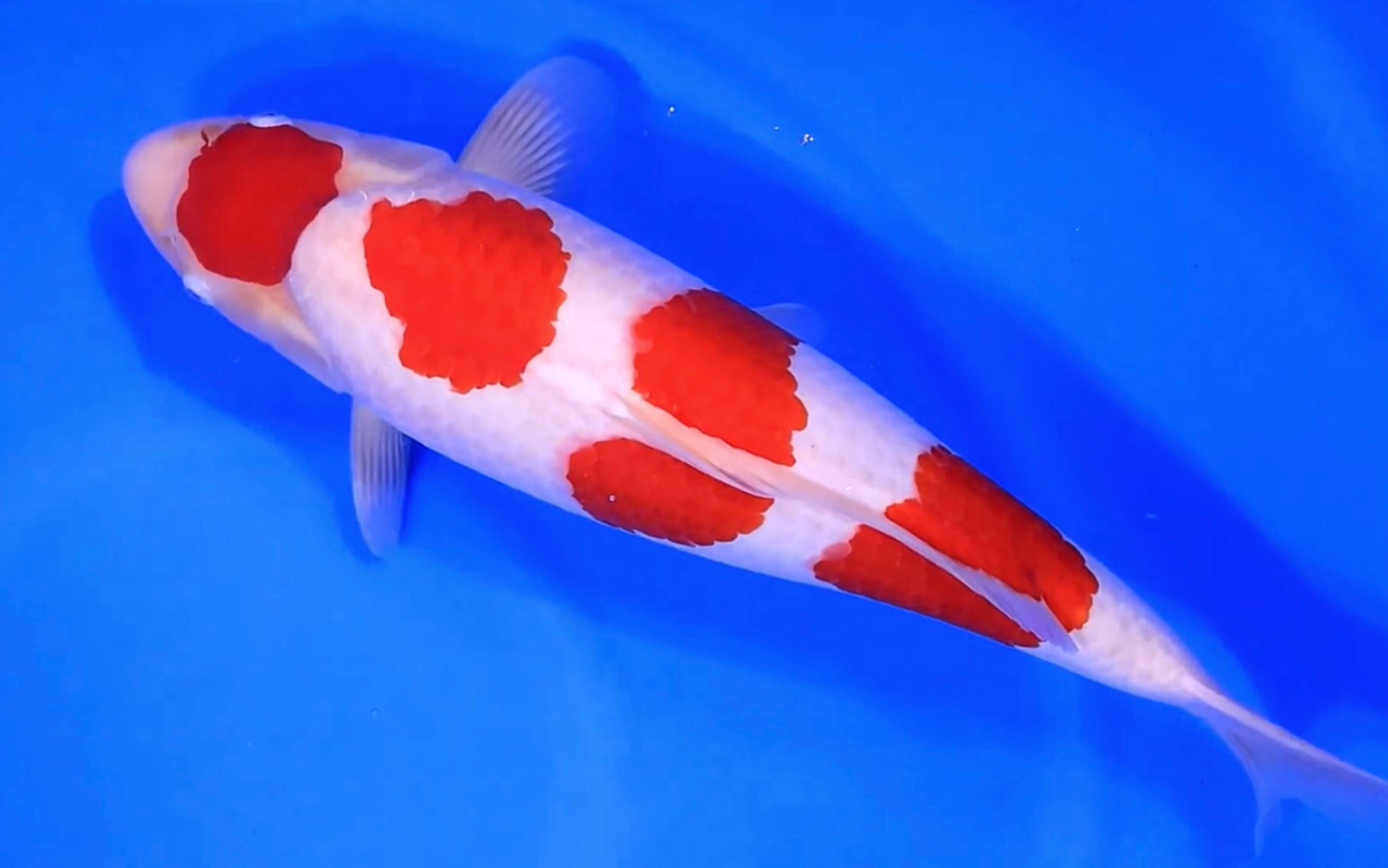 丸顶四段红白锦鲤两岁五十八公分雌观赏鱼.