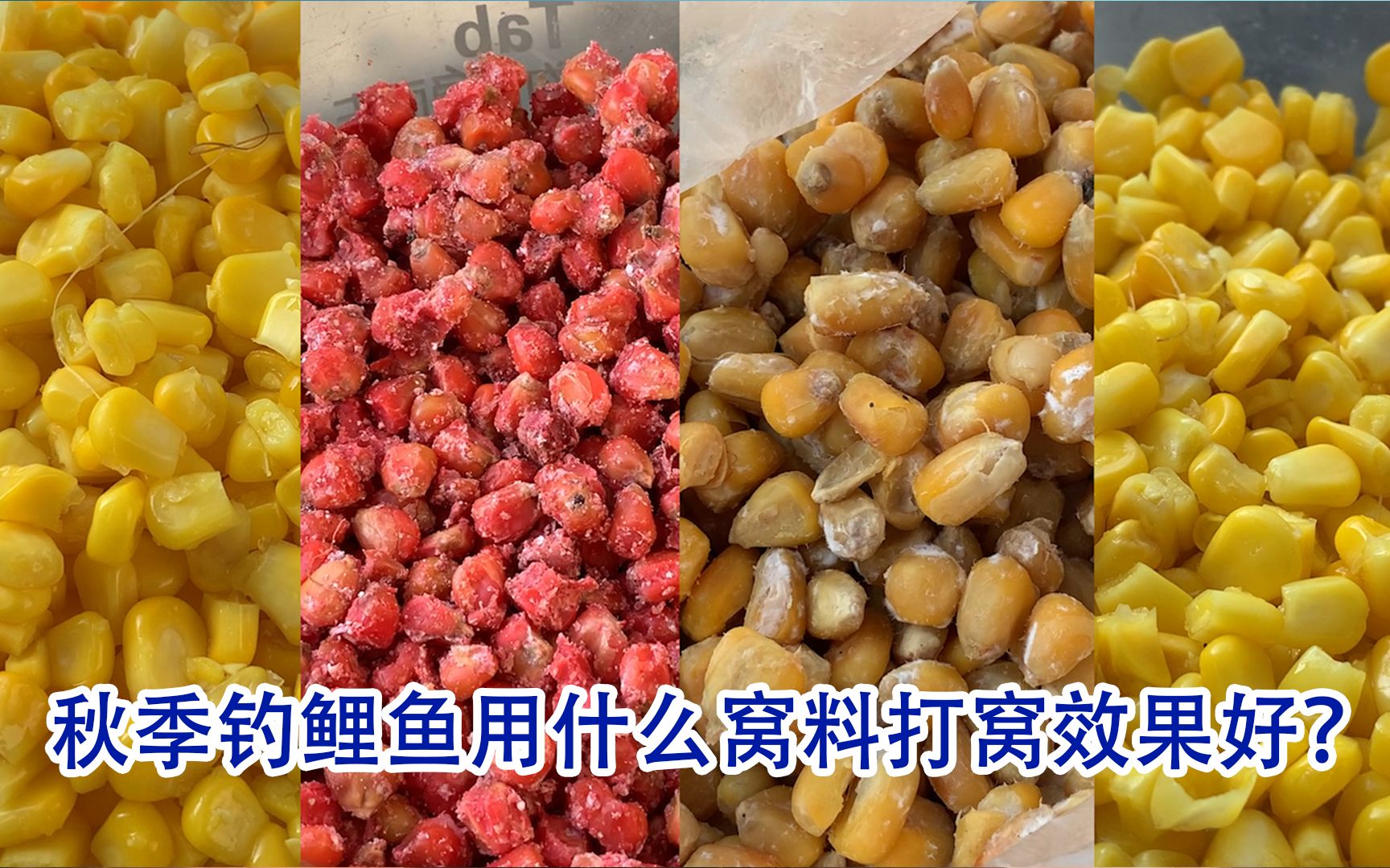 秋季钓鲤鱼用什么窝料打窝效果好?水下高清呈现!_哔哩哔哩_bilibili