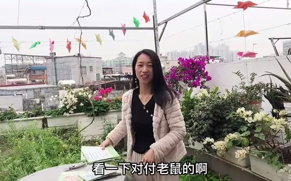 家庭物理防鼠哪种妙招最管用?掌握老鼠习性,一天晚上粘一只哔哩哔哩bilibili