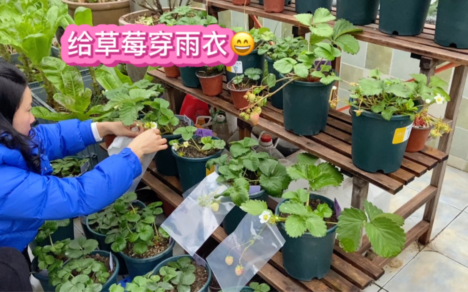 露天种草莓遇上连续下雨天 病害多 果子烂 给它穿件雨衣就解决哔哩哔哩bilibili