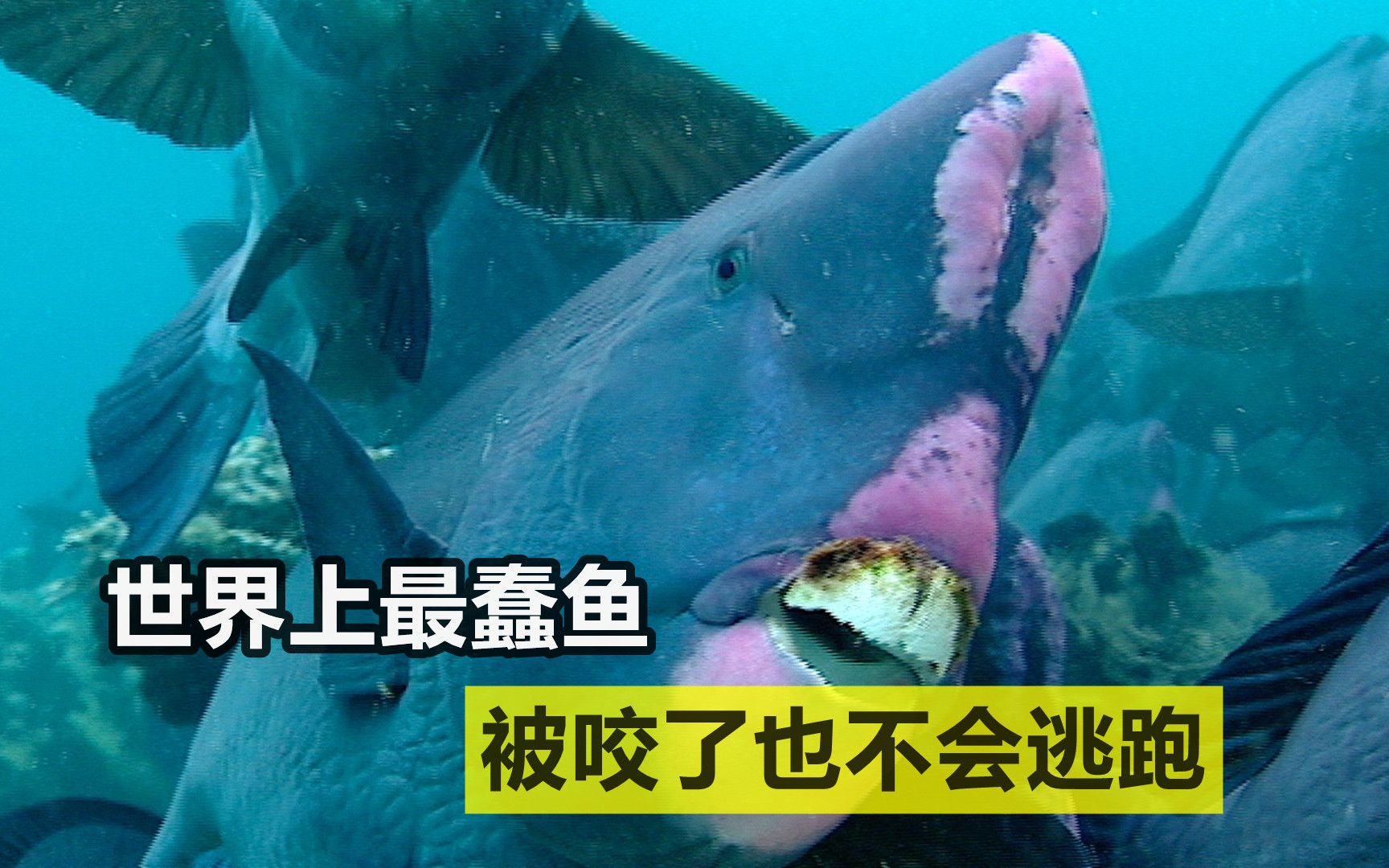 世界上最蠢的鱼任由天敌撕咬生死全看对方有没有吃饱