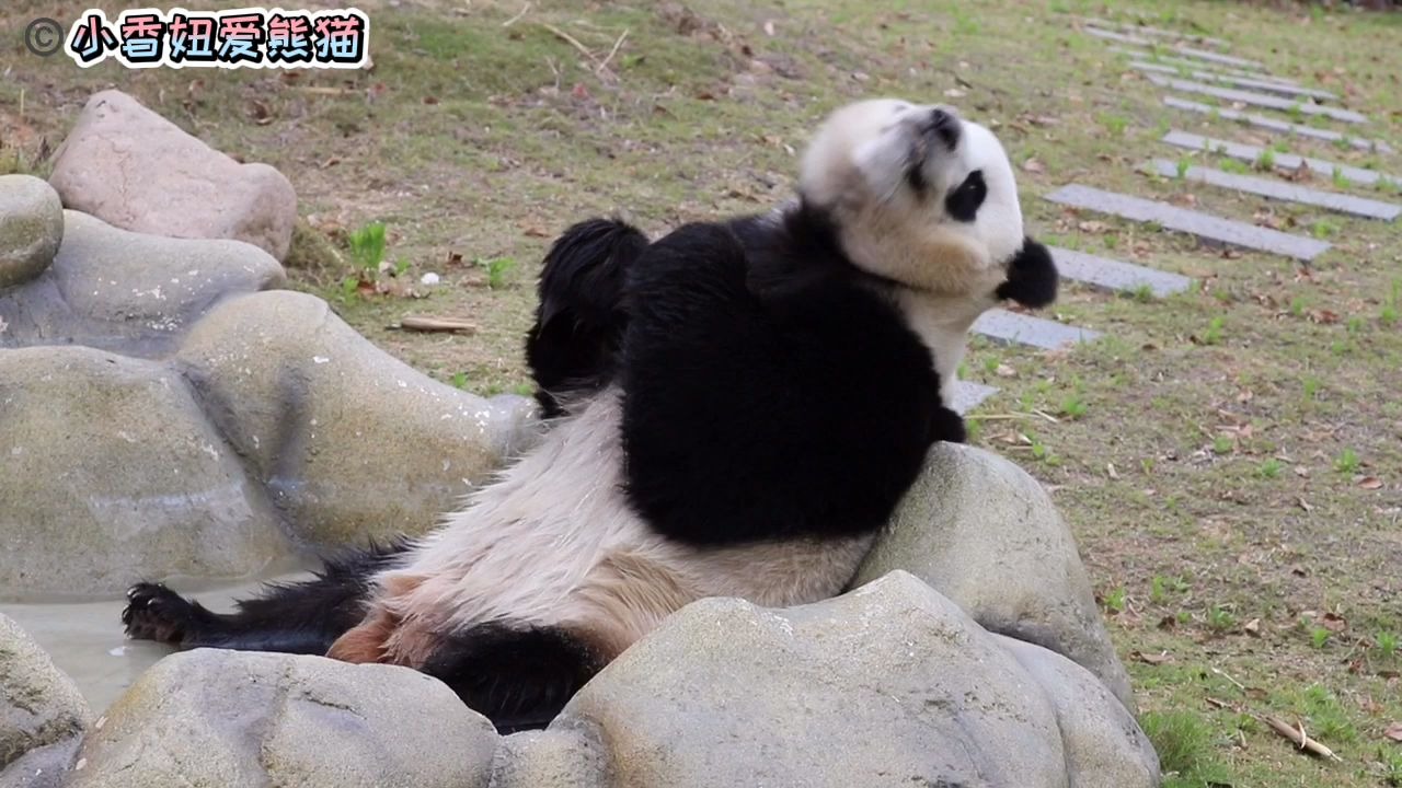大熊猫暖暖:胖暖泡澡的样子太乖了,双手抱拳这种卖萌方式是谁教的?