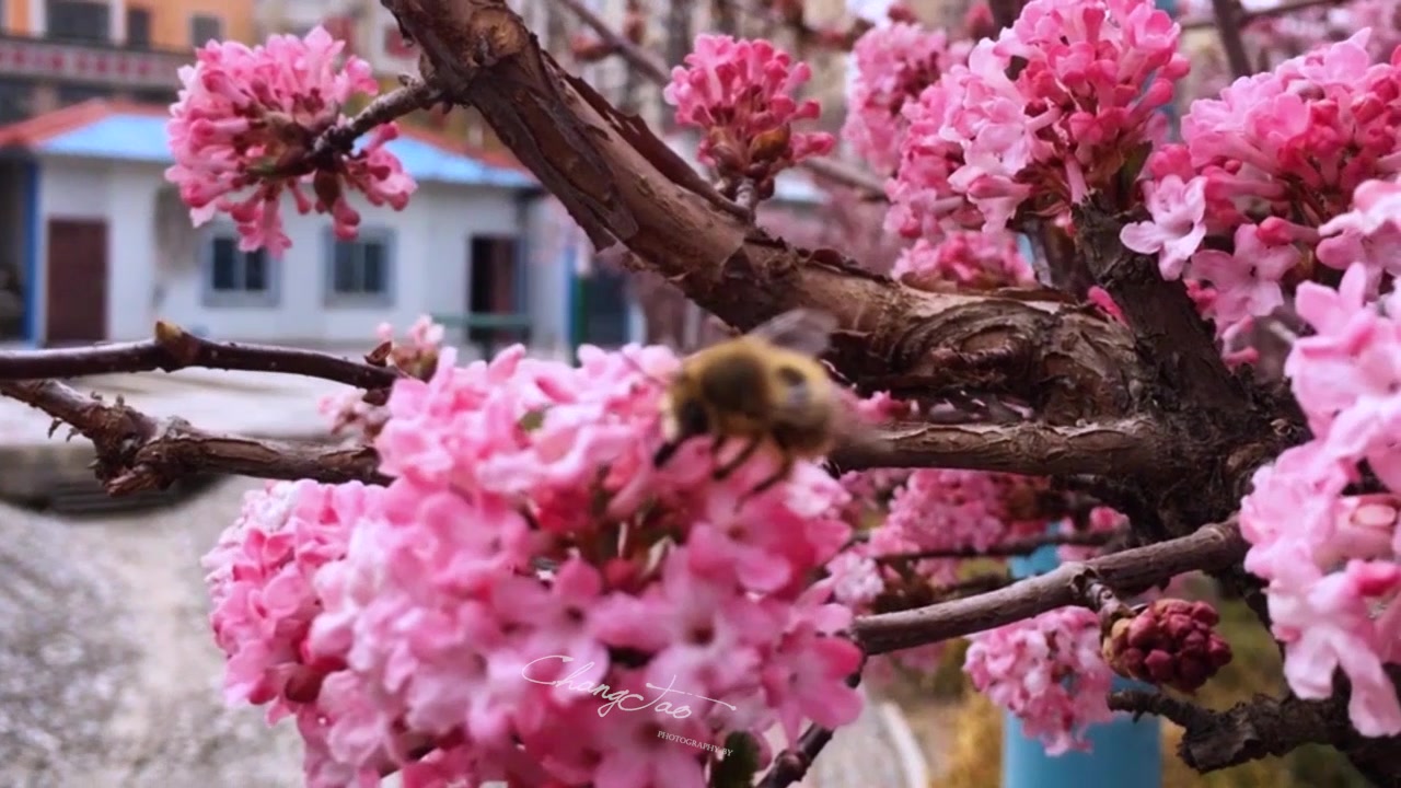 [图]【春天来了！/丁香花！/好好看的花！】这么好看的花确定不看看？