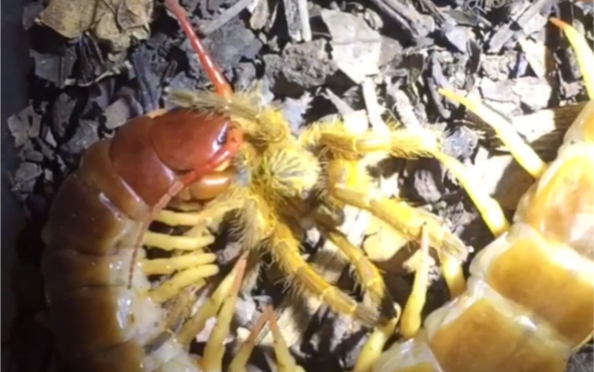 原色火焰脚巨人蜈蚣scolopendradehaani连续捕食两个捕鸟蛛橙巴布p2有