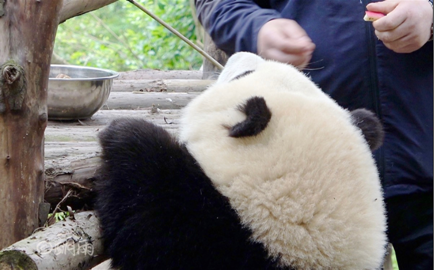 【大熊猫和花】花花的后腿站立训练课,含腿量高