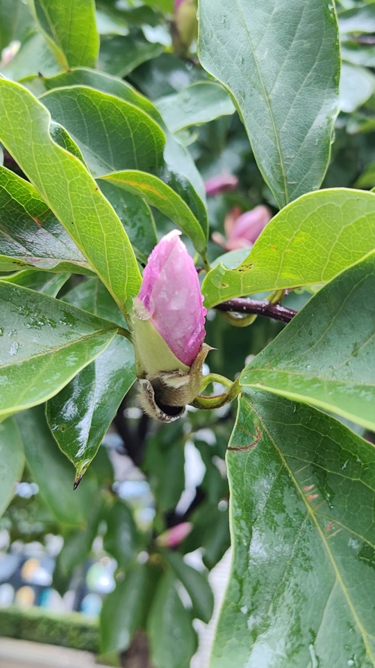 [图]秋天，雨中，玉兰再次开花了