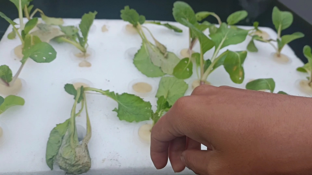 水里养鱼水上种菜第五天,就是不知道菜叫什么,小白爱种菜,以后弄个