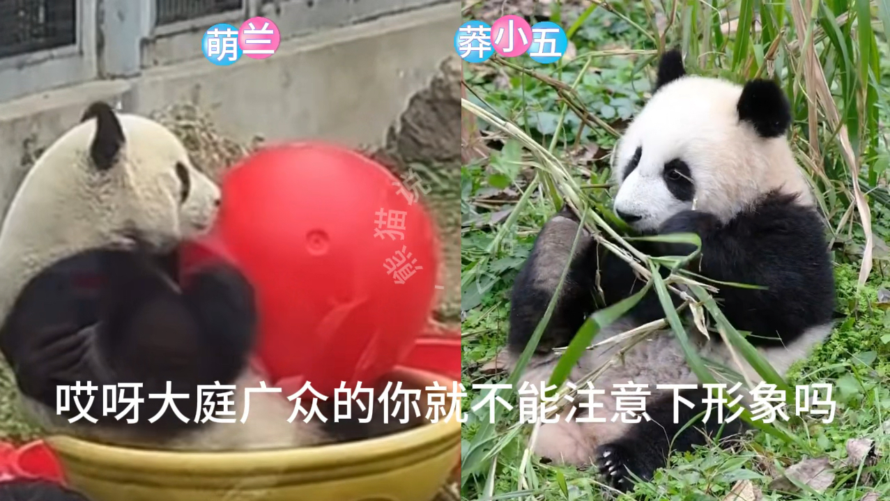 莽小五:小样我还治不了你