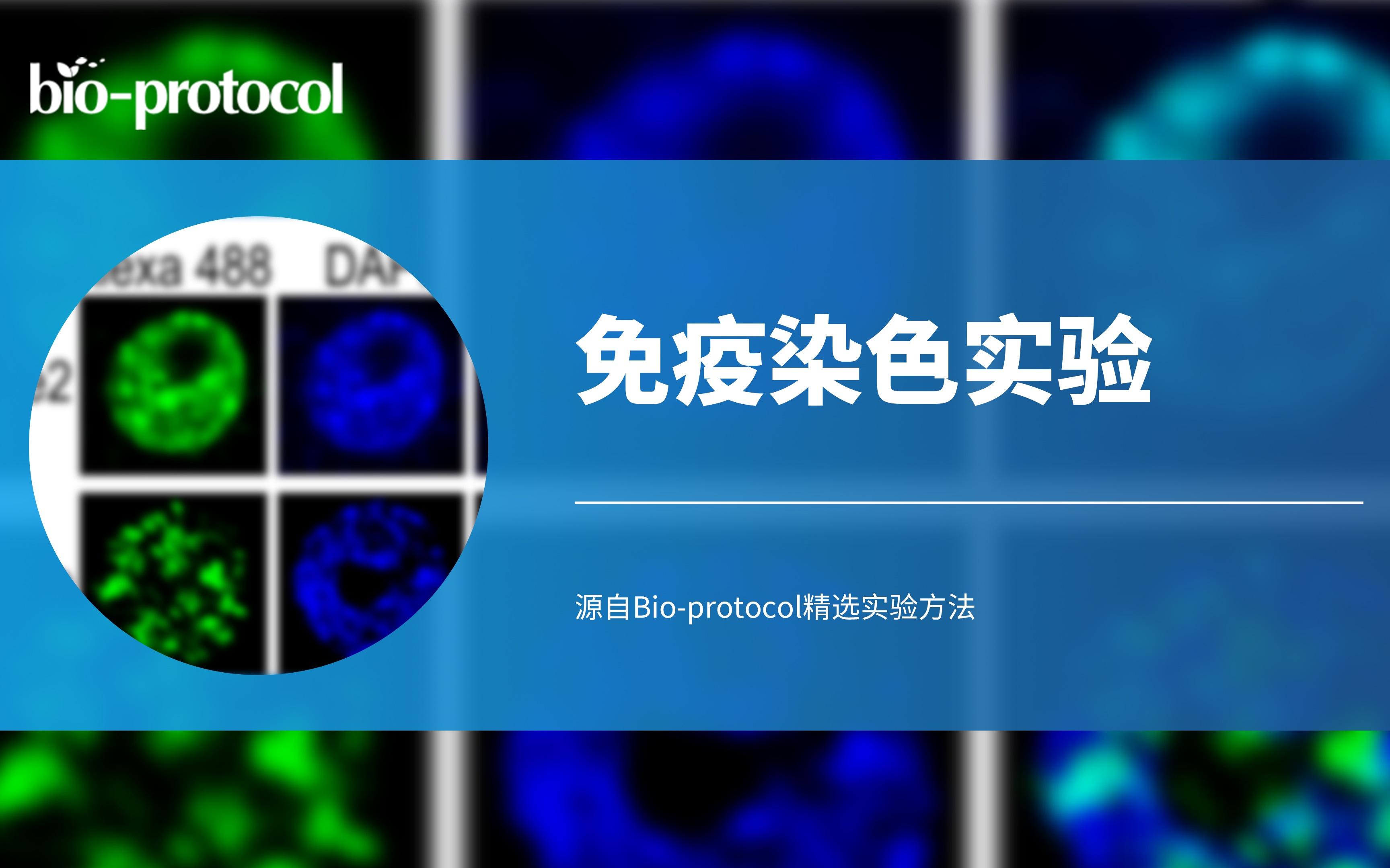 【Bioprotocol】免疫染色实验哔哩哔哩bilibili