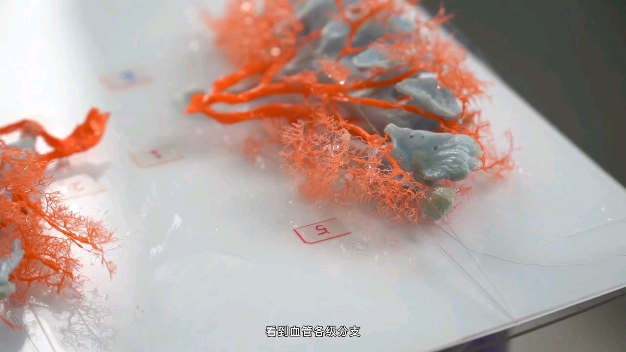 铸型标本的"绝美"颜值