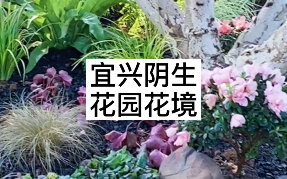 做了个阴生花园花境,需要讲解阴生植物吗?哔哩哔哩bilibili