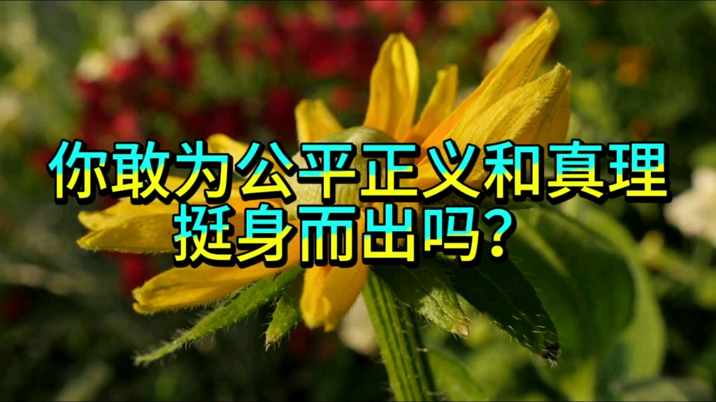 你会选择公平和正义吗?