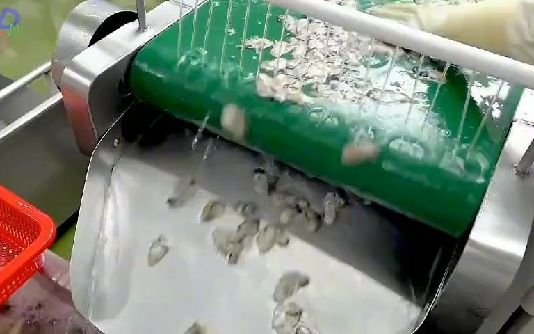 国外海鲜加工厂,每天要处理10吨生蚝,刺青生蚝是一个商机吗