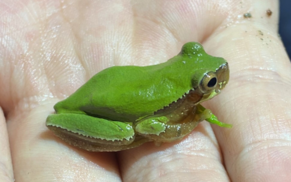 水稻田中求偶的三港雨蛙小群