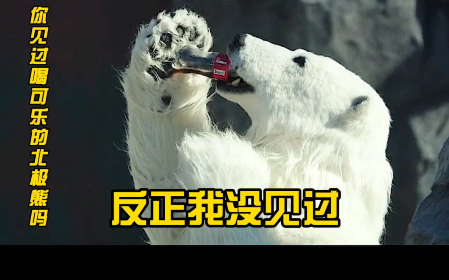 一只会喝可乐的北极熊,简直太搞笑了