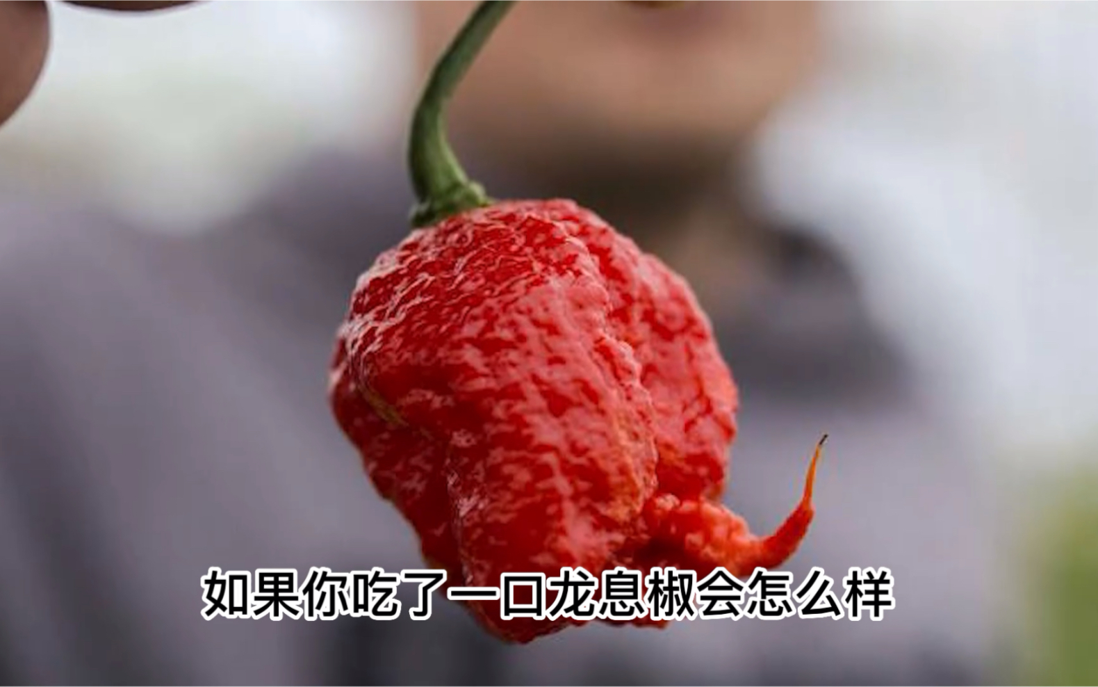 禁止废话 如果你吃了一口龙息椒会怎么样