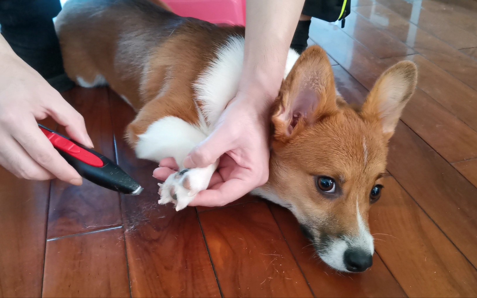 给自家柯基狗剃脚毛是一种什么体验呢