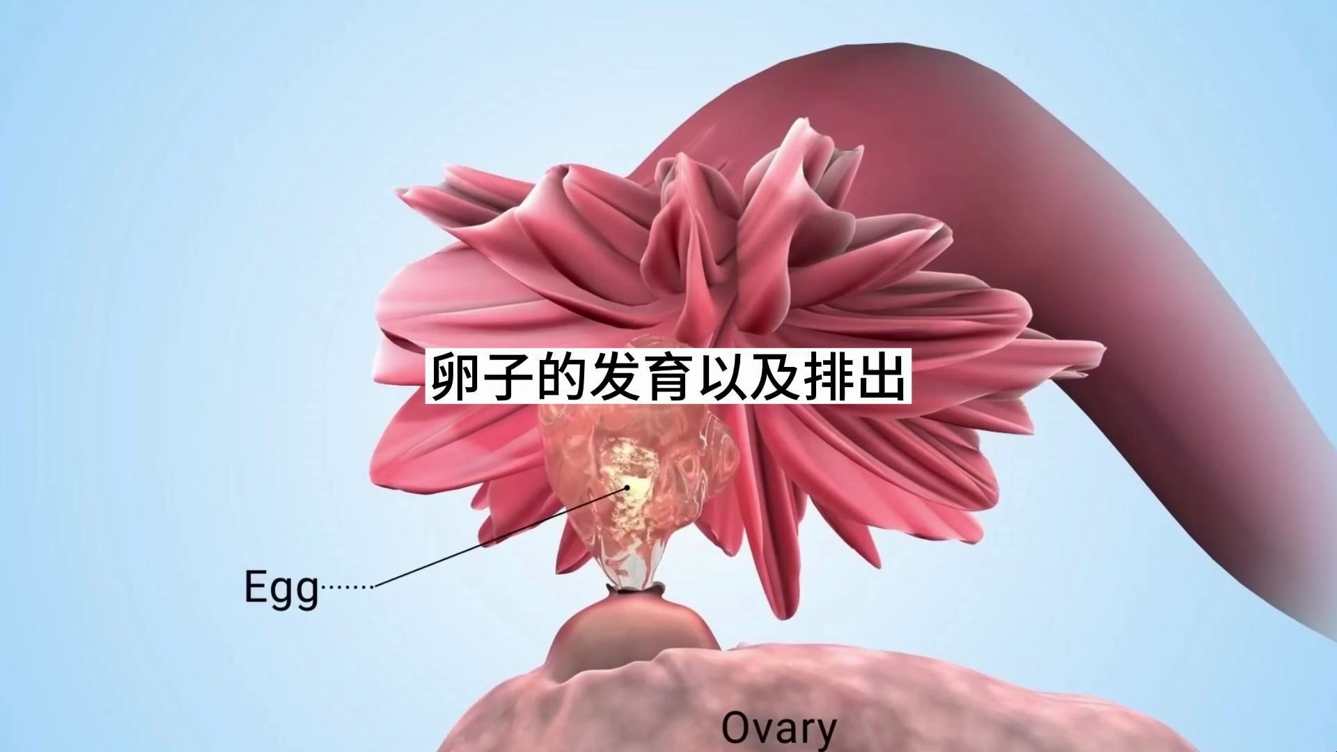 卵子的发育以及排出哔哩哔哩bilibili