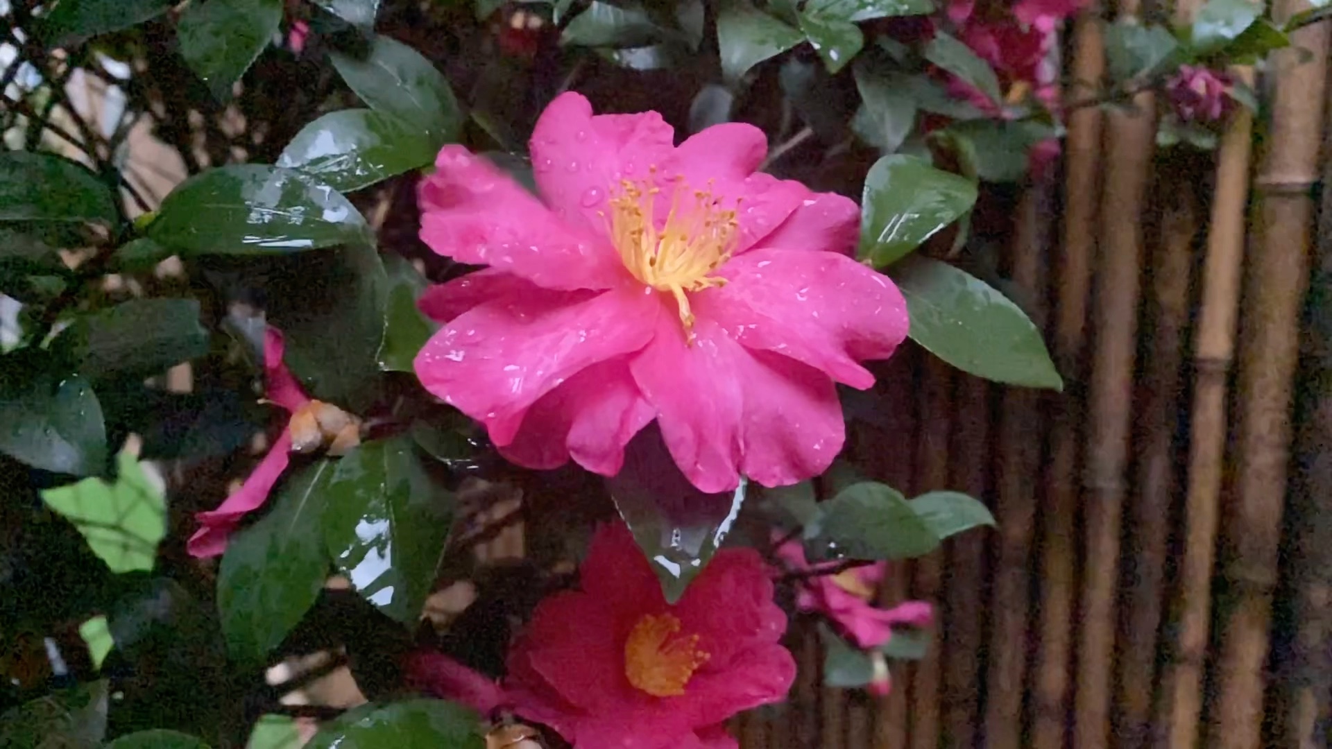 [图]【廿四节气】雨水