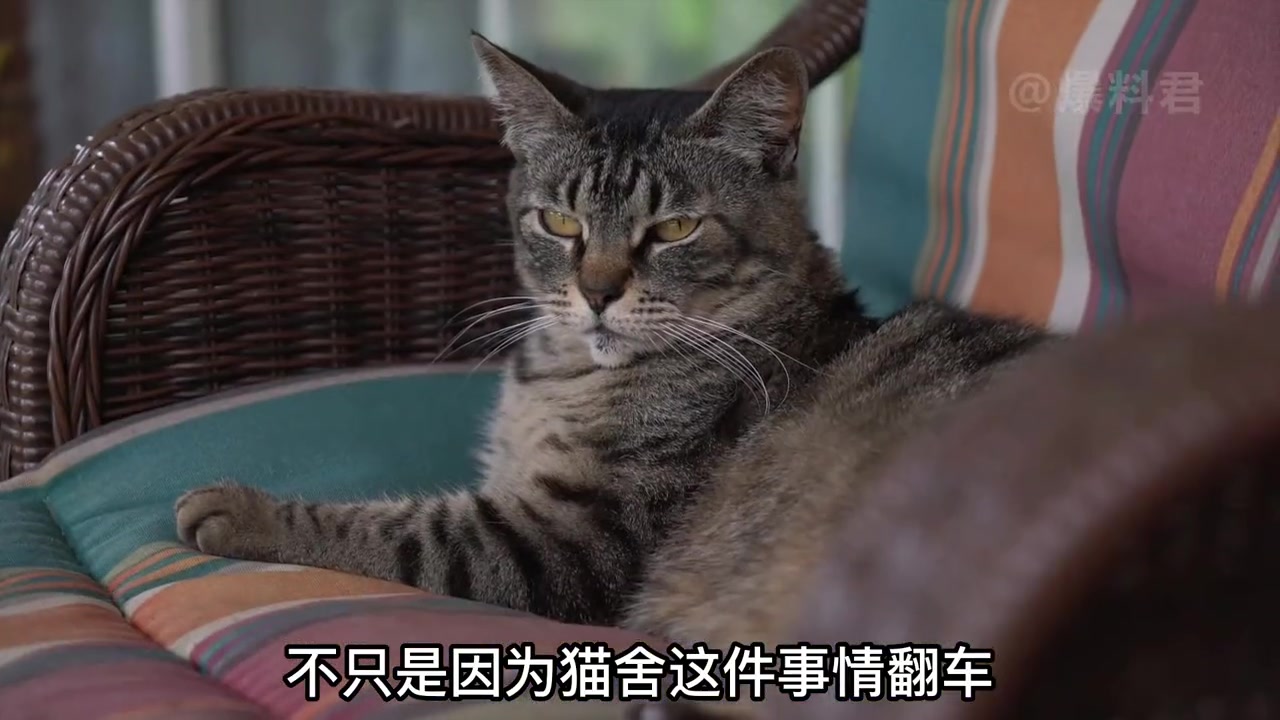 百万港风网红梦依,疑似甩锅导致猫舍被网暴,屡次翻车曾怒怼网友哔哩哔哩bilibili