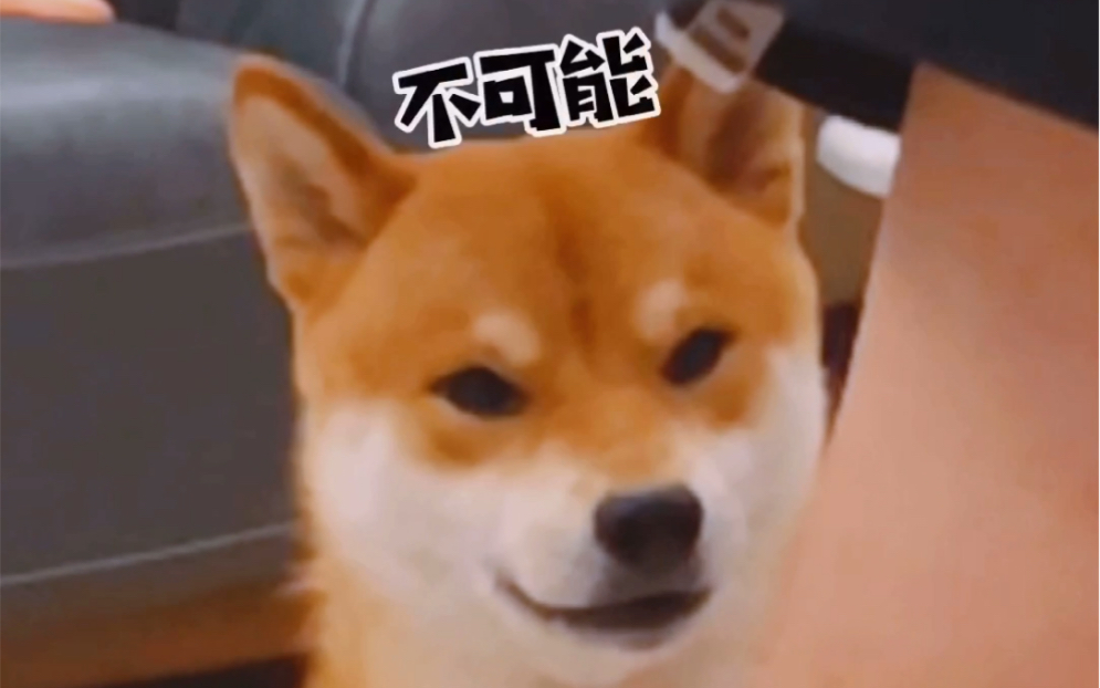 柴犬的智商高不高哔哩哔哩bilibili