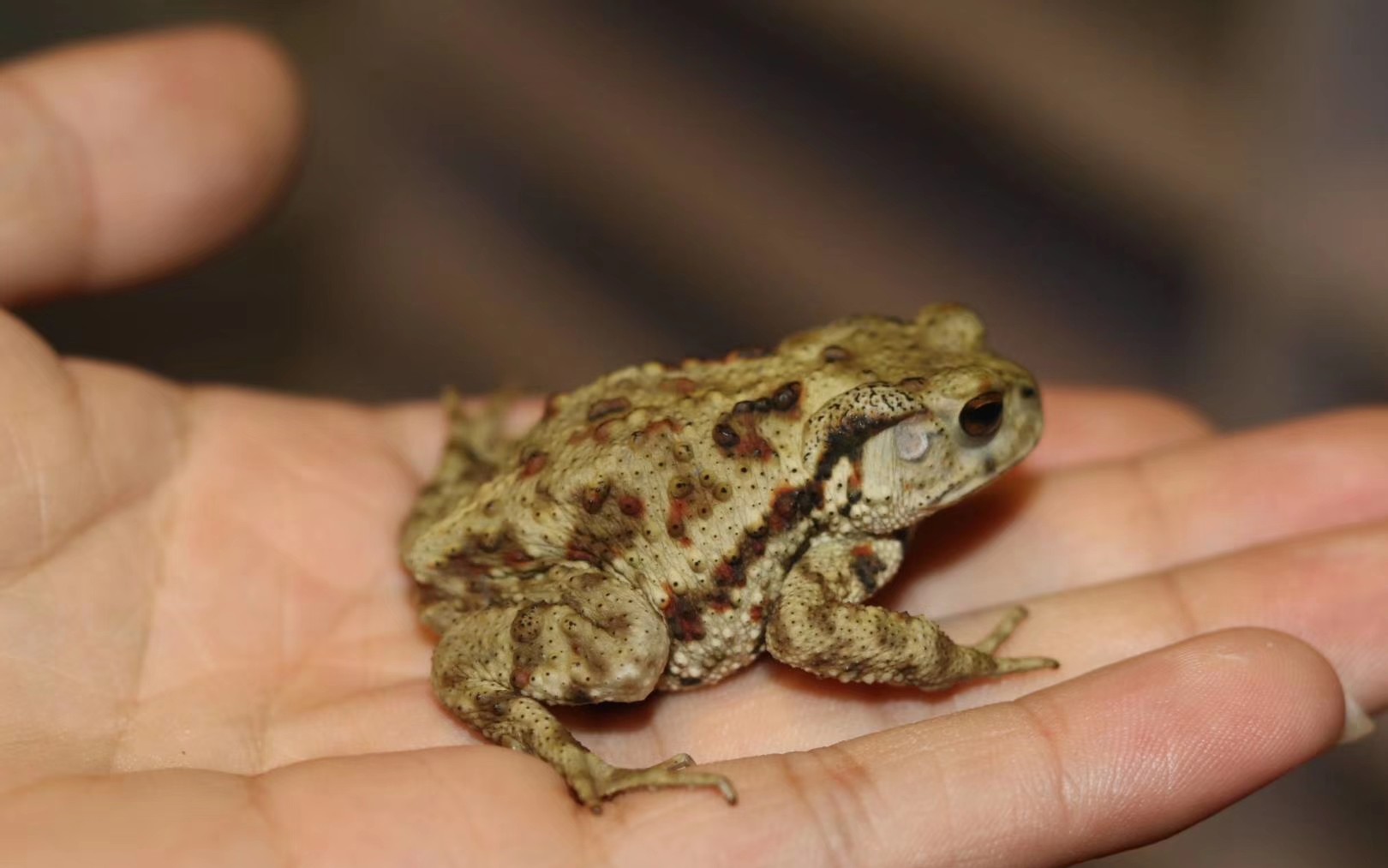 【中华大蟾蜍】萌萌哒小蛤蟆开箱~_哔哩哔哩 (゜-゜)つロ 干杯~-bili