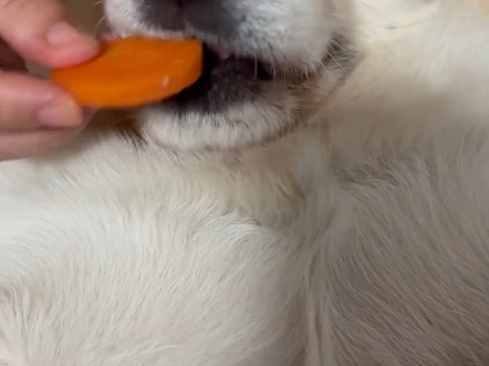 柯基：我居然被人做局了！