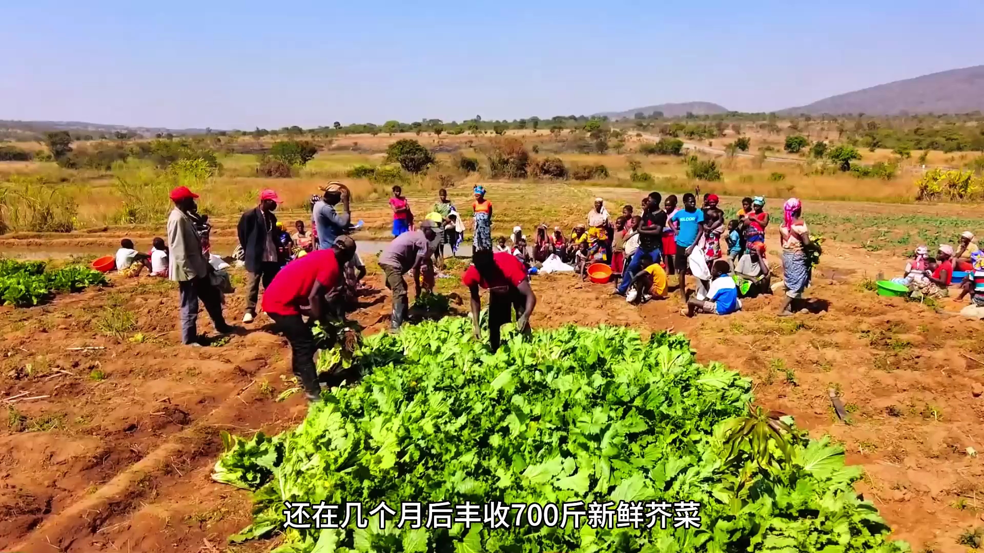 小伙在非洲种植蔬菜,丰收700斤新鲜芥菜哔哩哔哩bilibili