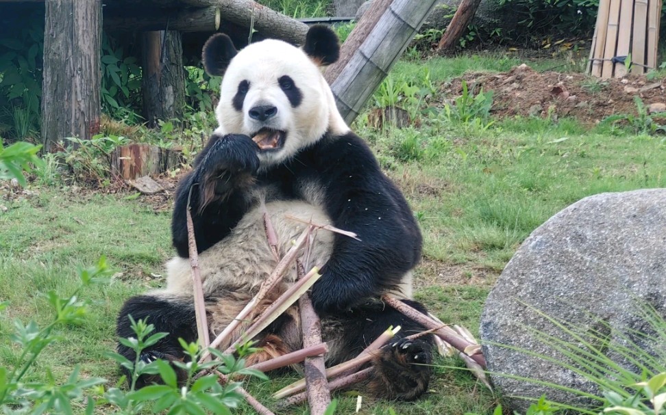 一只会打快板的搞笑大熊猫运运