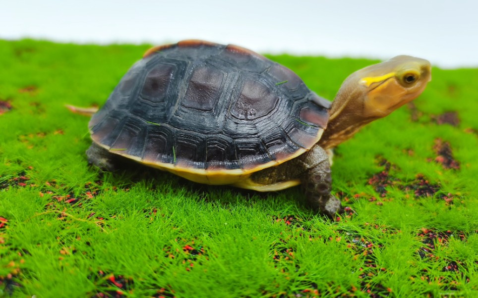 【叶子的奇异宠物店】—黄缘浙江衢州 金辉龟业黄缘台缘安缘大陆缘半