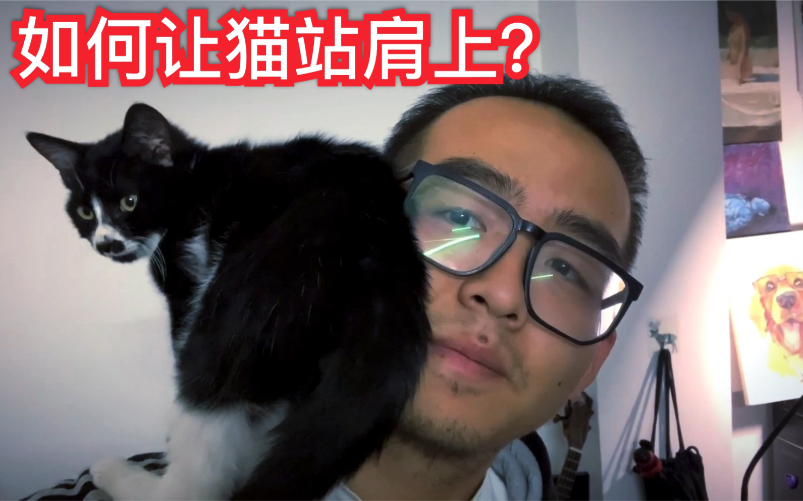 高萌!如何让猫站在你的肩上?!快回家试试!!哔哩哔哩bilibili