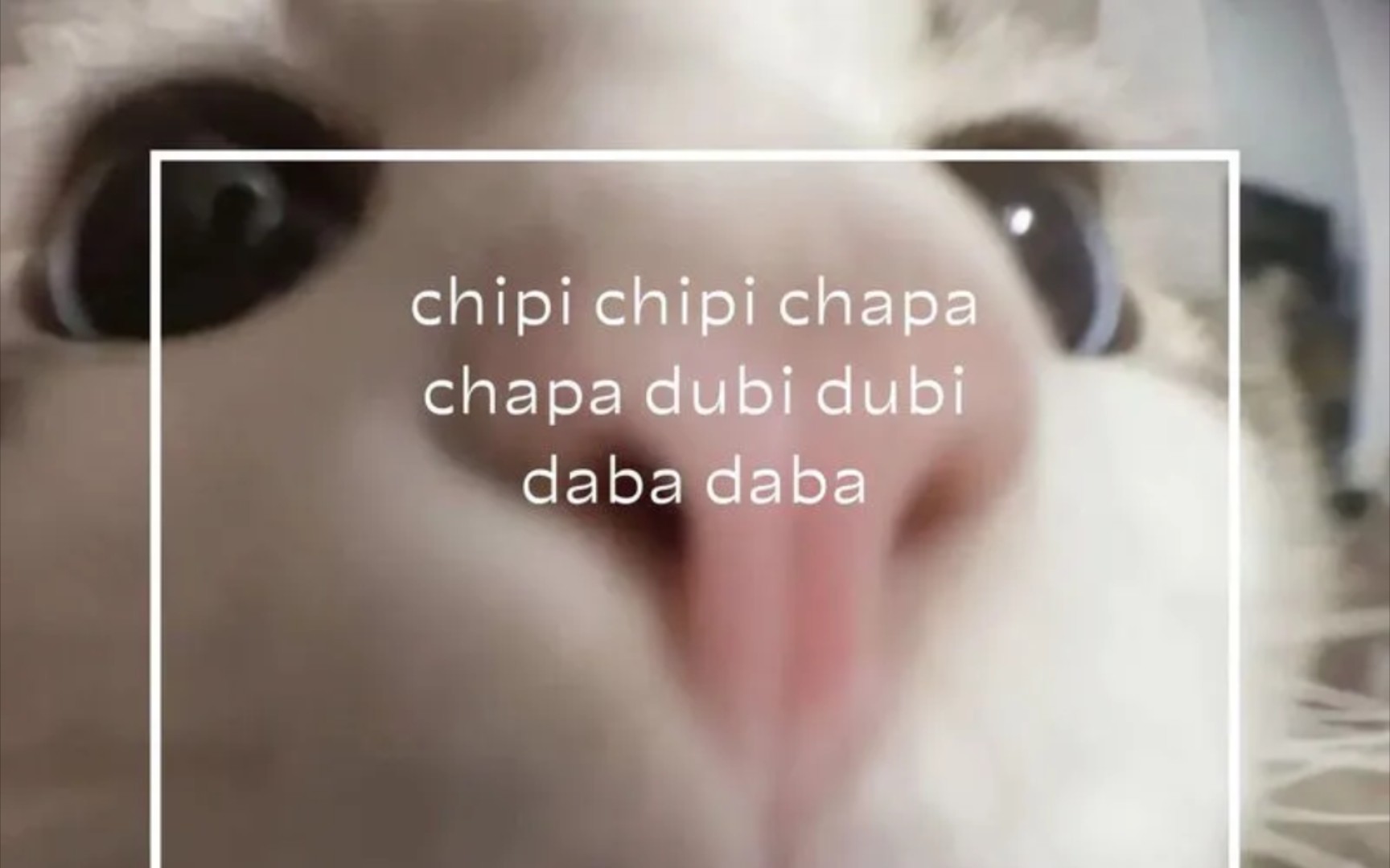 [图]小曲の猫猫 chipi猫 chipi chipi chapa chapa dubi dubi daba daba-DUBLI AGIL/ DVNXEL