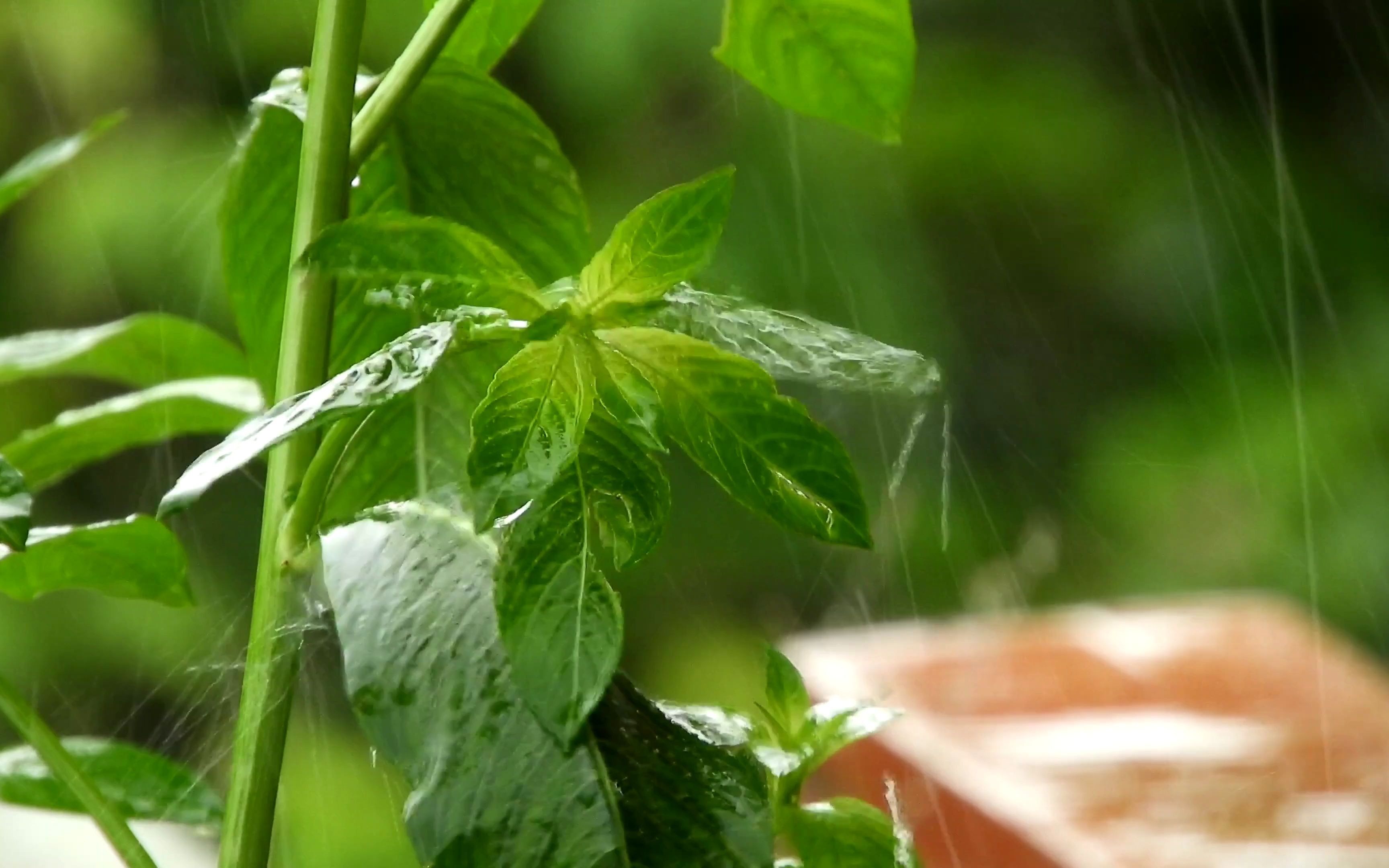 4k超高清柔和的雨,放松睡眠的雨声,失眠,冥想,学习