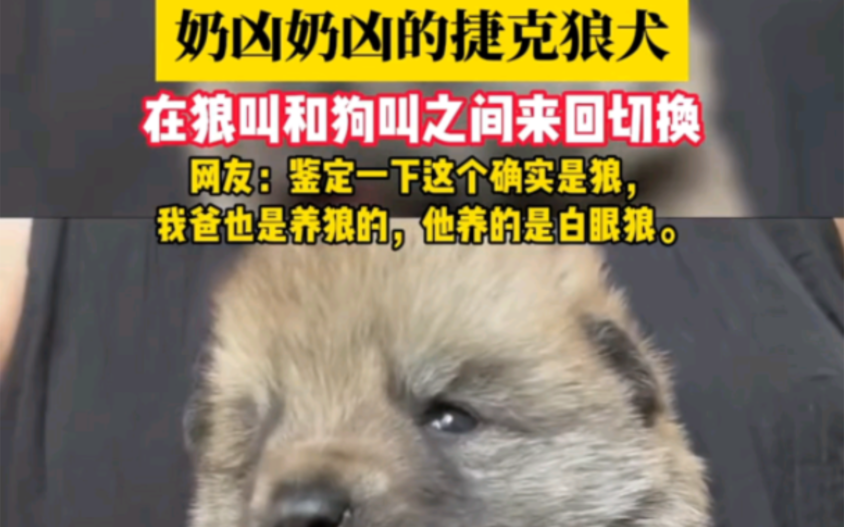 "奶凶奶凶的捷克狼犬 "捷克狼犬 "狗叫 在狼叫和狗叫之间来回切换 网友:鉴定一下这个确实是狼,哔哩哔哩bilibili