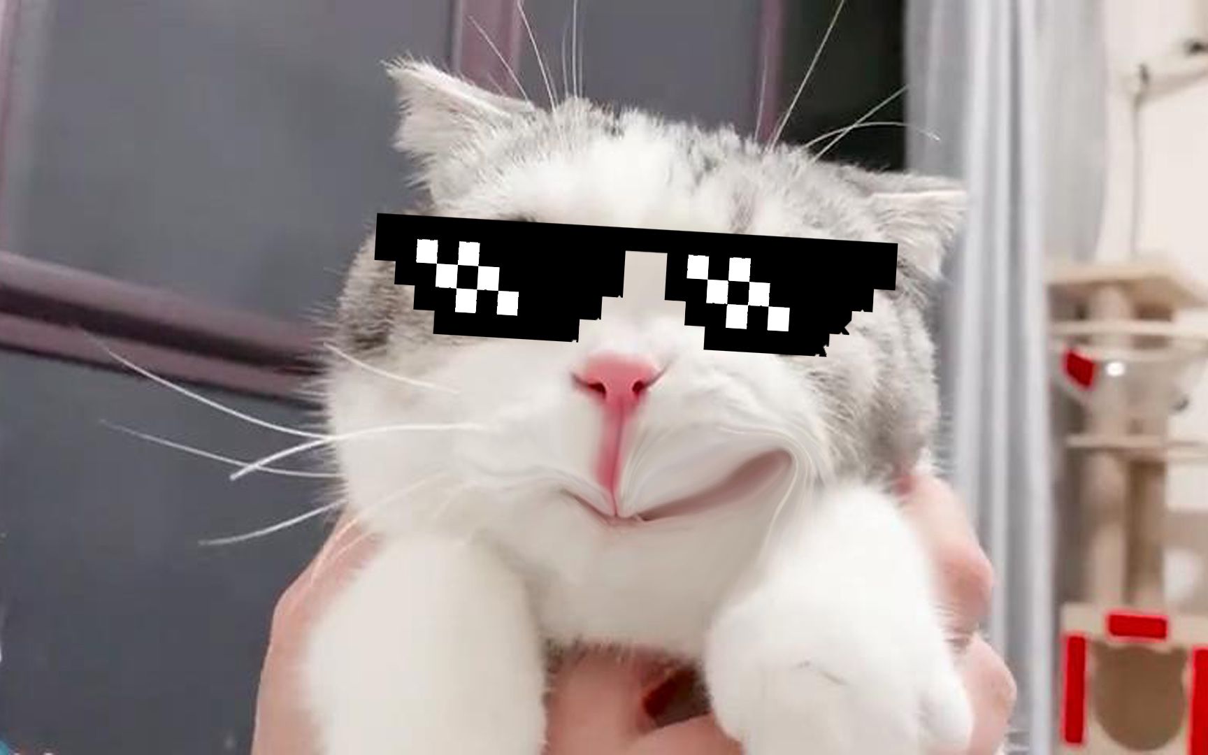 可爱破防,歪嘴喵王