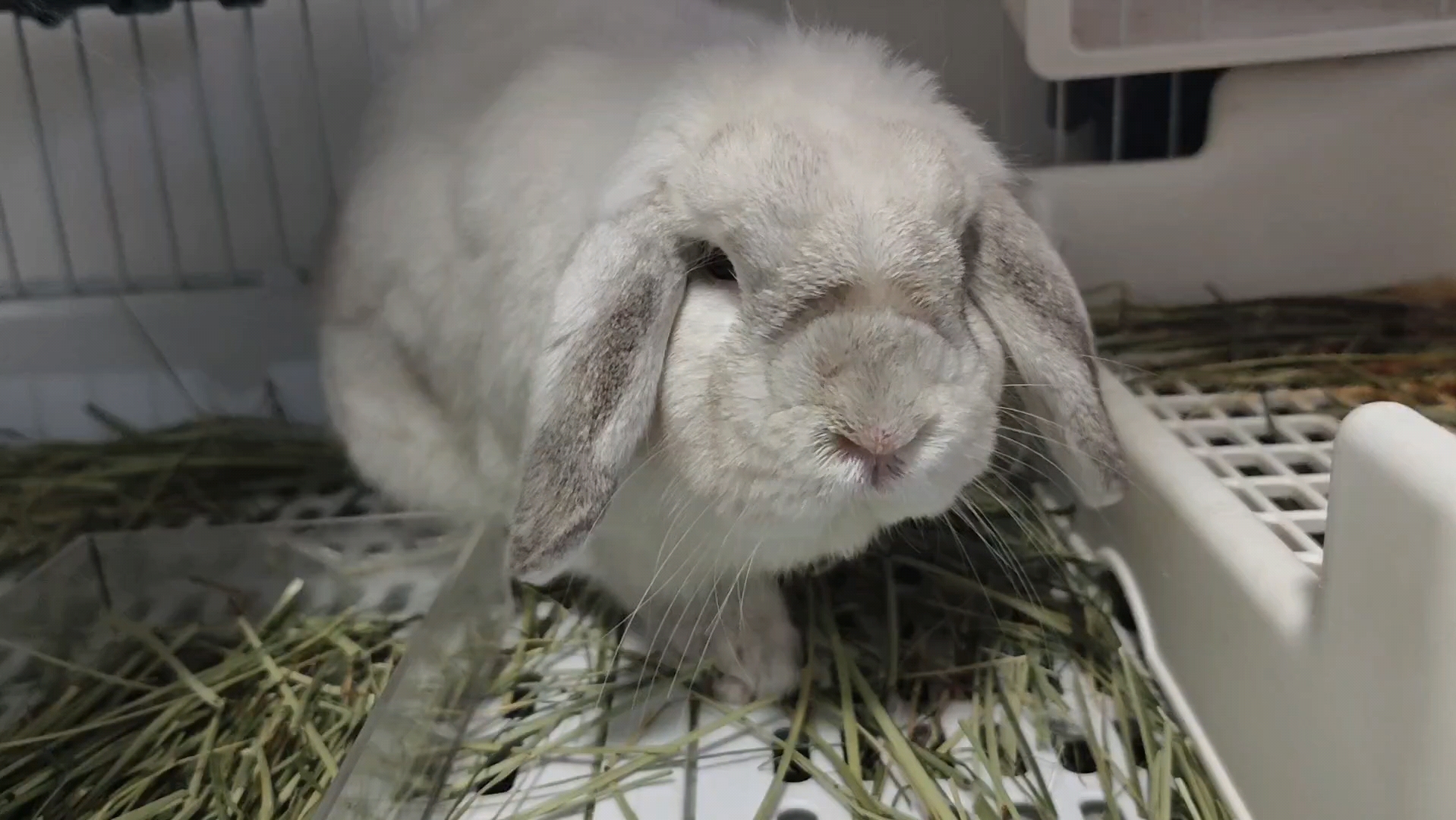 【垂耳兔】兔耳搓一搓,生活乐趣多