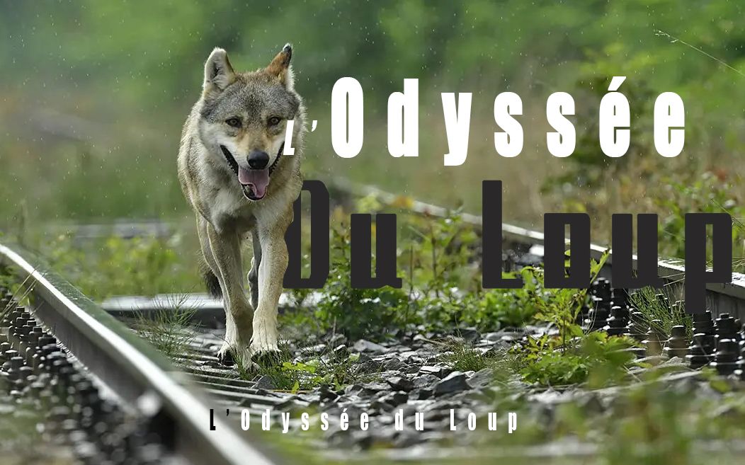 [图]【1080p/CCTV9】狼之旅 L’Odyssée du Loup (2019)-Slava, the wolf