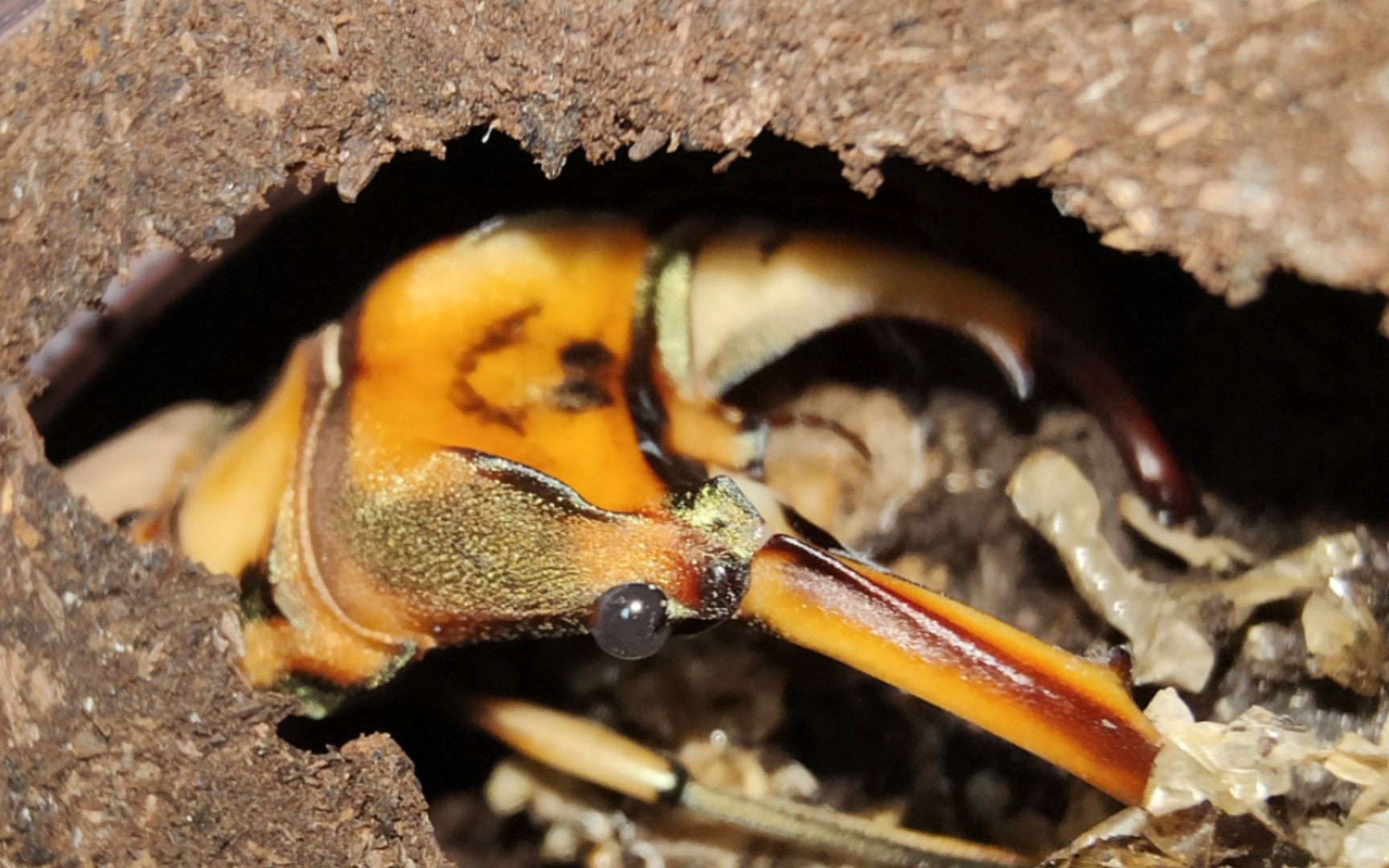 【饲育记录】立体牙型的鸡冠细身赤锹形虫,真不错的牙型,凶猛无比