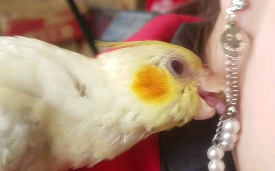 【玄凤鹦鹉】灵活的小舌头