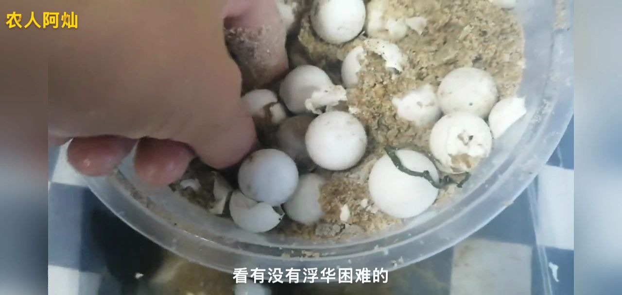 甲鱼蛋孵化多少天出壳图片