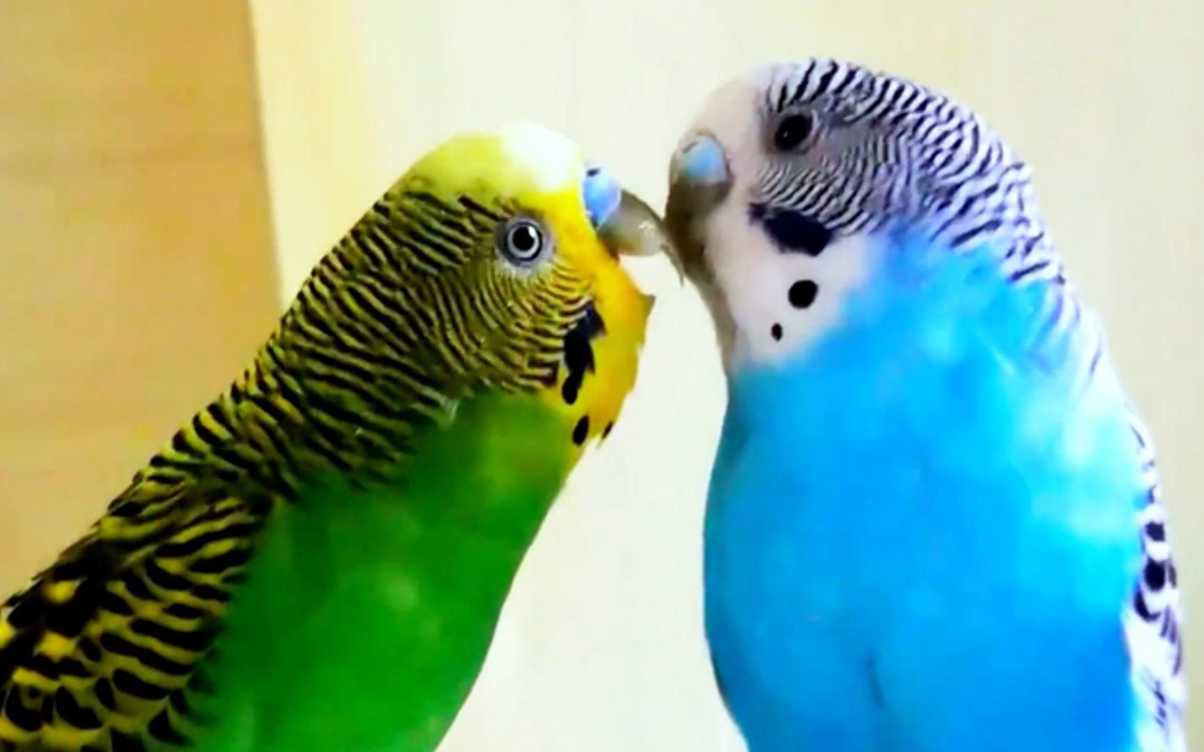 成都龙泉山大量宠物鹦鹉被放生引关注,为何被剪掉飞羽?