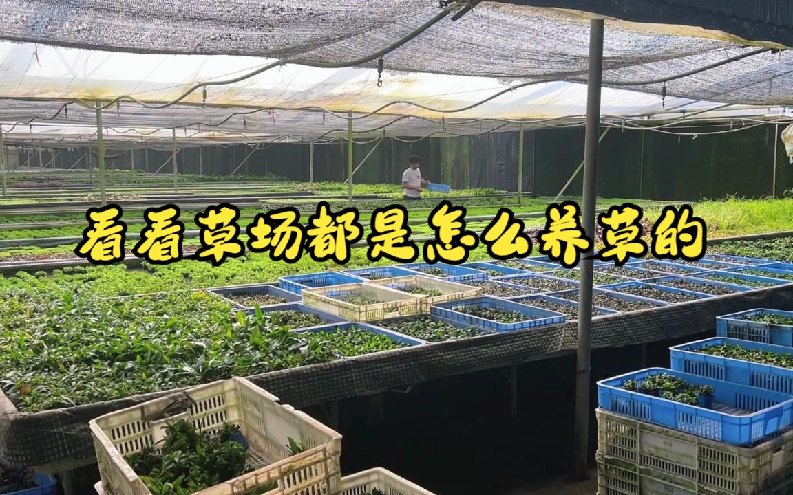 带大家看看草场都是怎么养草的.亲爱的铁铁们,粉丝群已经建了,欢迎大家进群探讨哦.后期我们会在粉丝群里不定期的发福利,铁铁们可别错过了!哔...