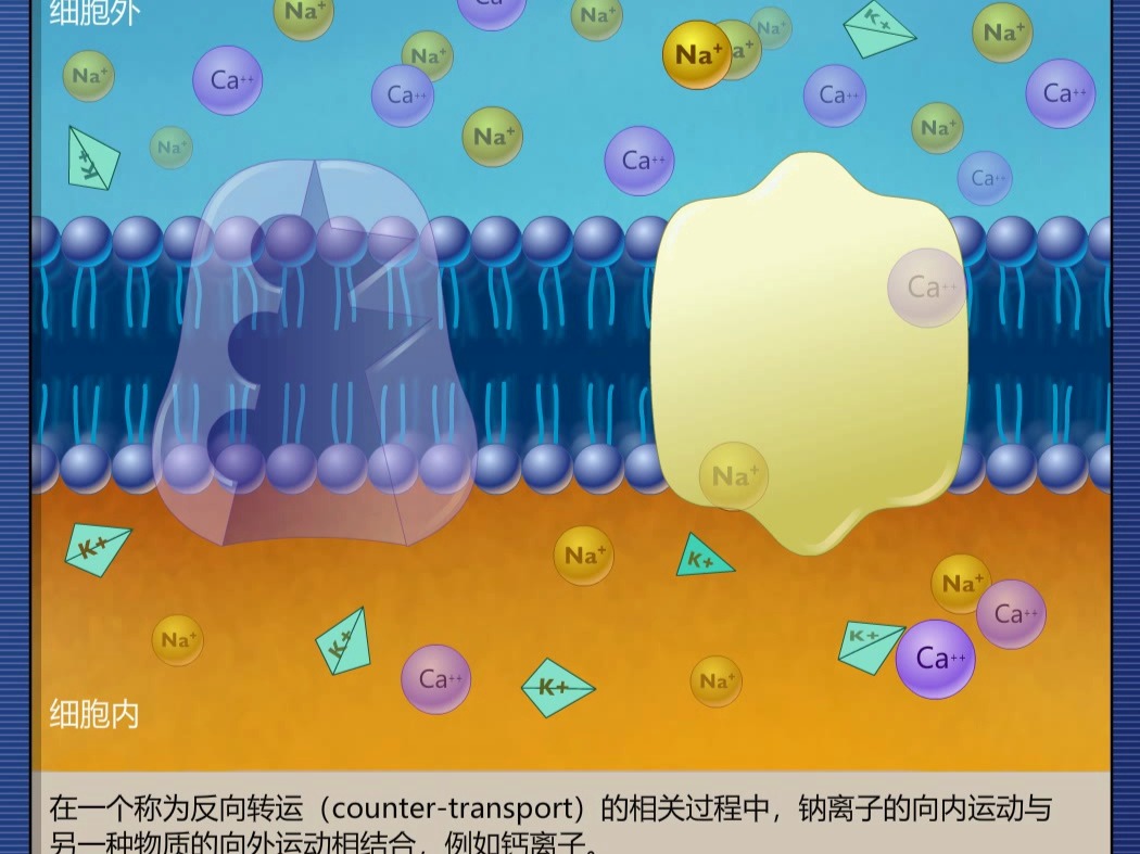 协同转运(同向转运与反向转运)哔哩哔哩bilibili